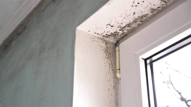 Best Attic Mold Removal  in Gotha, FL