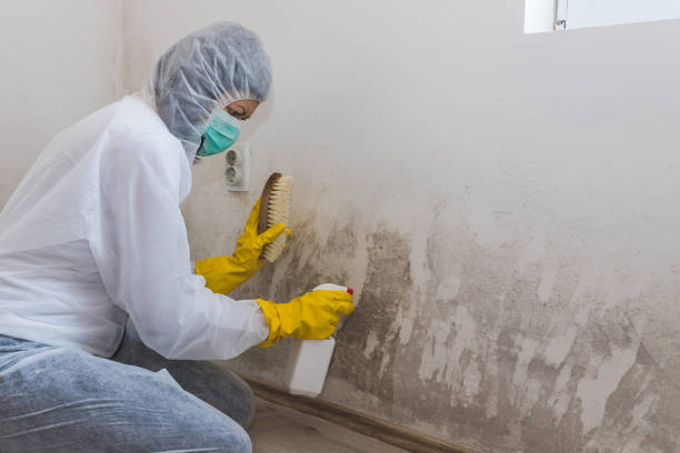 Mold Testing and Removal in Gotha, FL